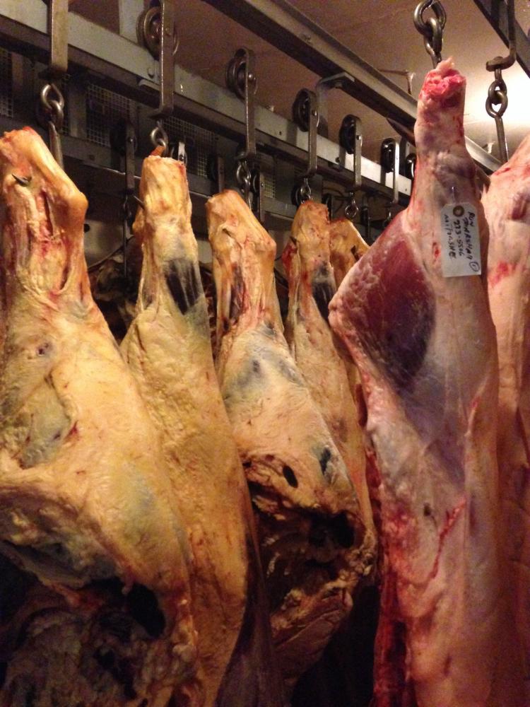 Grass-fed beef carcasses with yellow fat hanging in a cold room